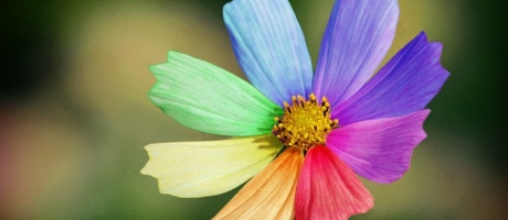 Что значат цвета цветов