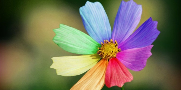 Что значат цвета цветов