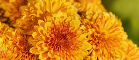 Хризантема: Солнечное Настроение в Вашем Букете