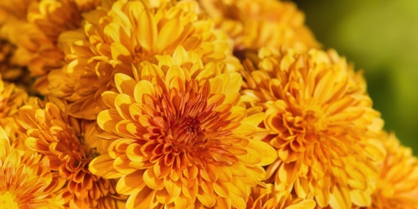 Хризантема: Солнечное Настроение в Вашем Букете