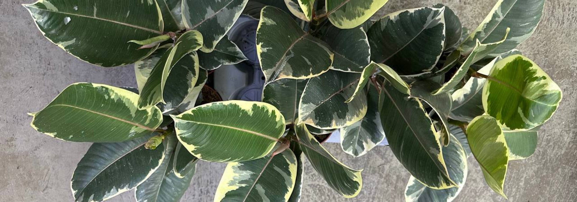 Фикус Эластика: неприхотливый исполин с шикарными листьями