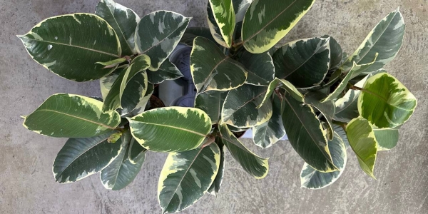 Фикус Эластика