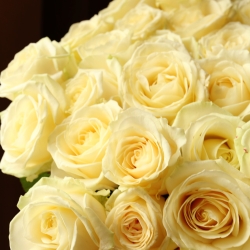 Букет 51 белая роза Аваланш под ленту