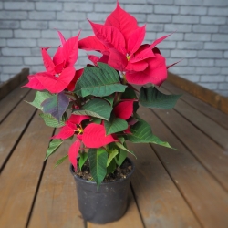 Пуансеттия микс d-12