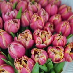 Букет из премиального тюльпана COLUMBUS в дизайнерской упаковке