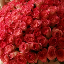 Букет 101 роза Джамиля 