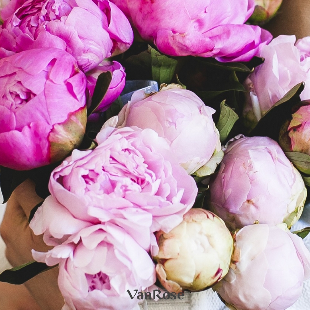 Пионы цветы срезка. Как сохранить пионы. Пионы и розы. Свежие пионы. Пионы закрытые.