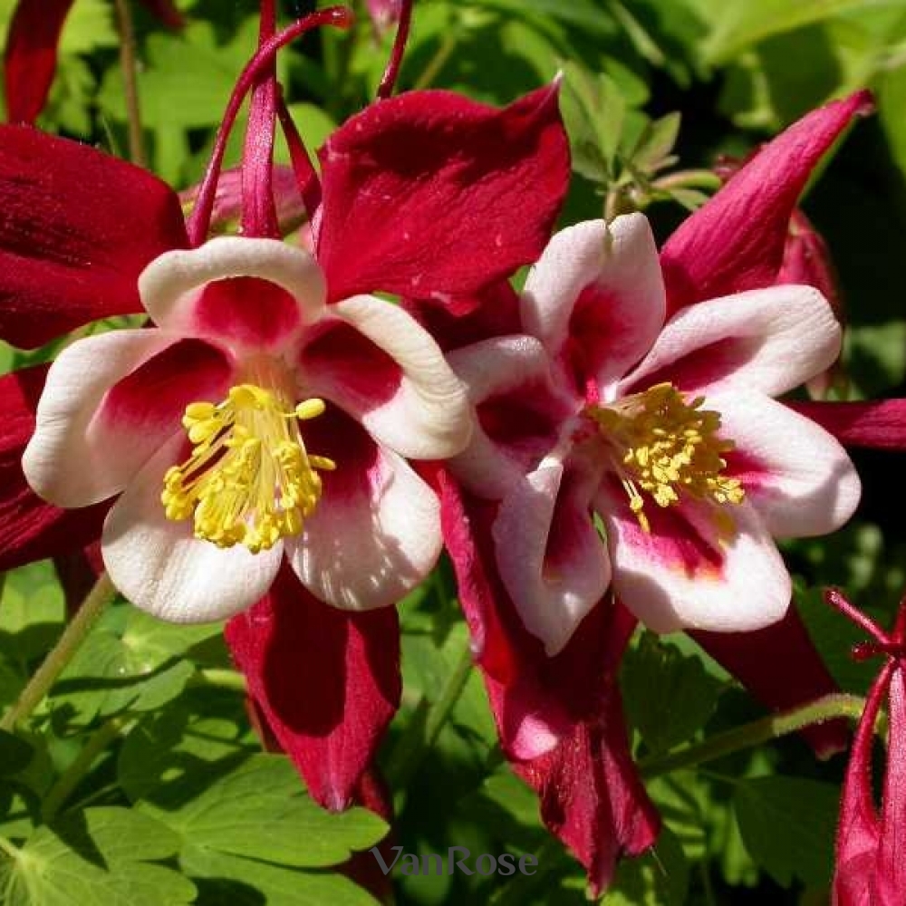 гибридизация в селекции растений. магнолия лилифлора птичий цветок. ягода пайнберри. пассифлора марийка. пассифлора эдулис цветок.