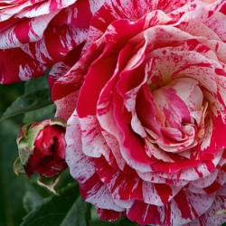 Роза плетистая в ассортименте