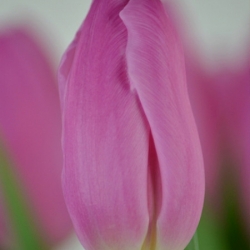 Тюльпан Pink Flag оптом