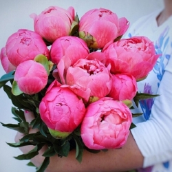 11 коралловых пионов
