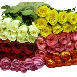 Розы (Кения Микс) оптом