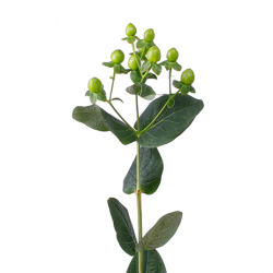 Гиперикум Bamboo оптом