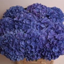 Гортензия  Navy оптом