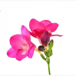 Фрезия Purple Raine оптом