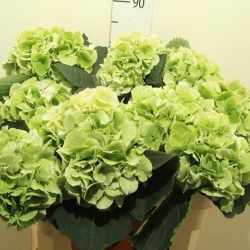 Гортензия  Schneeball Classic оптом