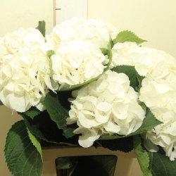 Гортензия  Schneeball оптом