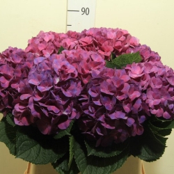Гортензия  Esmee Purple оптом