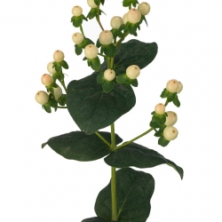 Гиперикум  White оптом