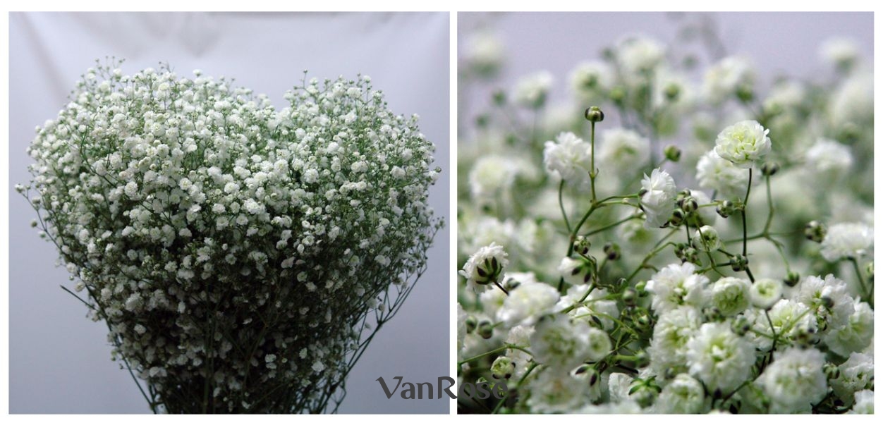 Гипсофила Excelence оптом купить в СПБ с доставкой