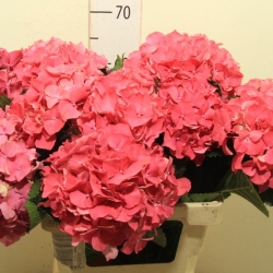 Гортензия  Glowing Alps оптом