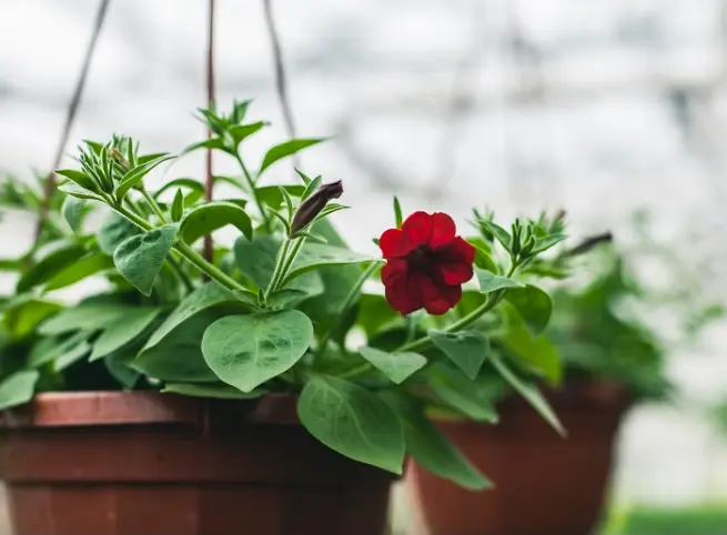 Голландские теплицы