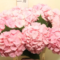 Гортензия  Mammoet оптом