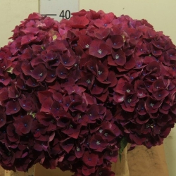 Гортензия  Mon Amour оптом