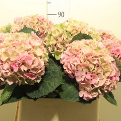 Гортензия  Opal Classic оптом