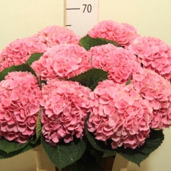 Гортензия  Opal оптом