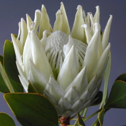 Протея White Pride оптом