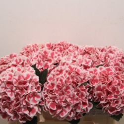 Гортензия  Red Harlekijn оптом