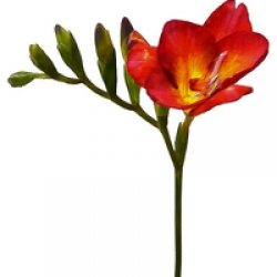 Фрезия Red Passion оптом