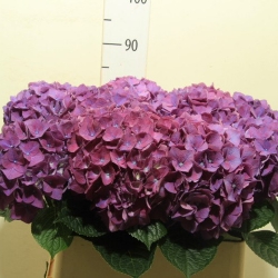 Гортензия  Rodeo Purple оптом