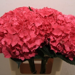 Гортензия  Rodeo Red оптом