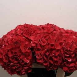 Гортензия  Ruby Red оптом