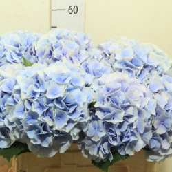 Гортензия  Verena Blue оптом