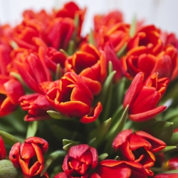 Букет 101 красного тюльпана