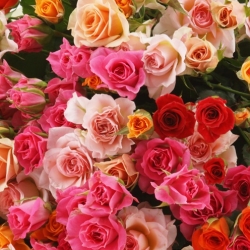Роза кустовая микс оптом