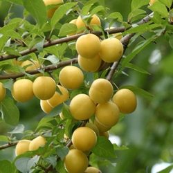 Алыча 2-х лет