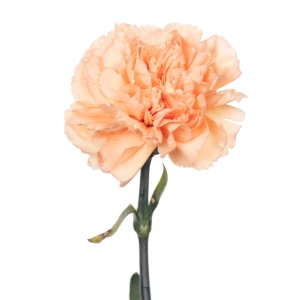 Гвоздика одноголовая