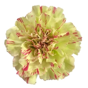 Гвоздика одноголовая