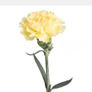 Гвоздика одноголовая