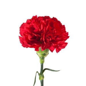 Гвоздика одноголовая