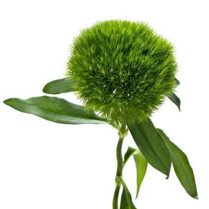 Гвоздика одноголовая