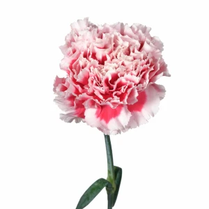 Гвоздика одноголовая