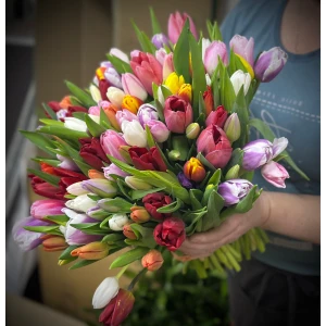 Букет из 101 тюльпана микс