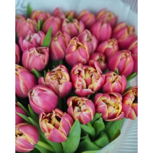 Букет из премиального тюльпана COLUMBUS в дизайнерской упаковке