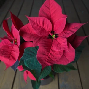 Пуансеттия микс d-12