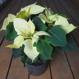 Пуансеттия микс d-12